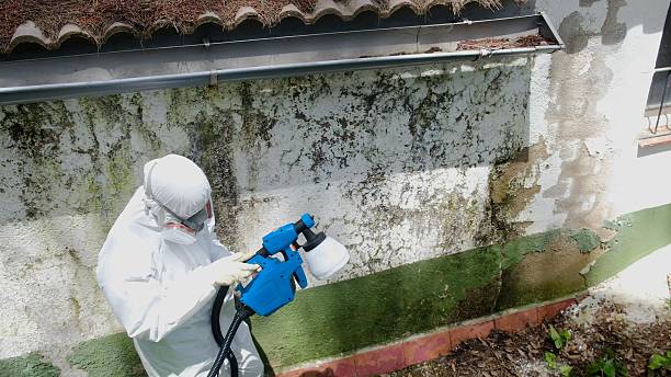 Top rated local Mold Remediation specialists in White Plains, NY